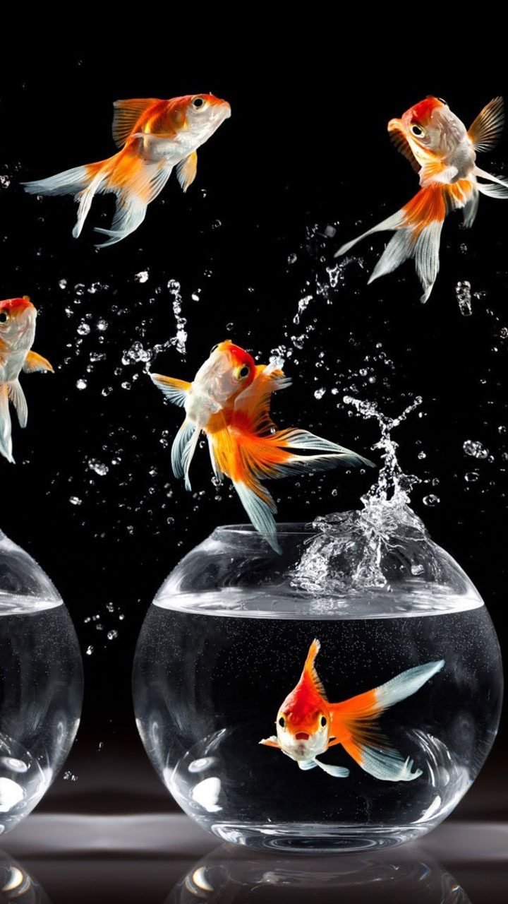 Animal Wallpaper 1