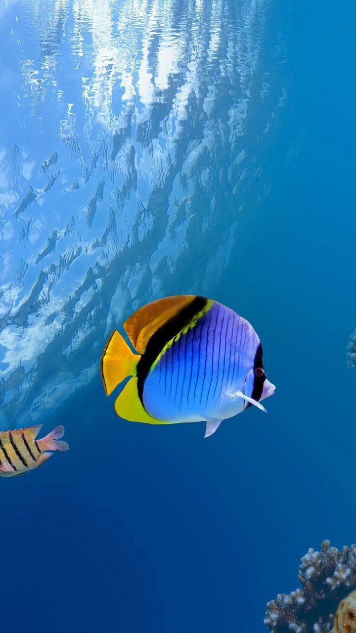 Animal Wallpaper 4